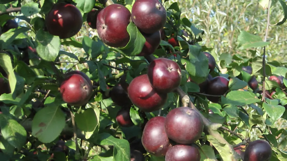 Táo Api Noir – Thức quà quý đến từ nước Pháp - Chuỗi siêu thị thực phẩm ...