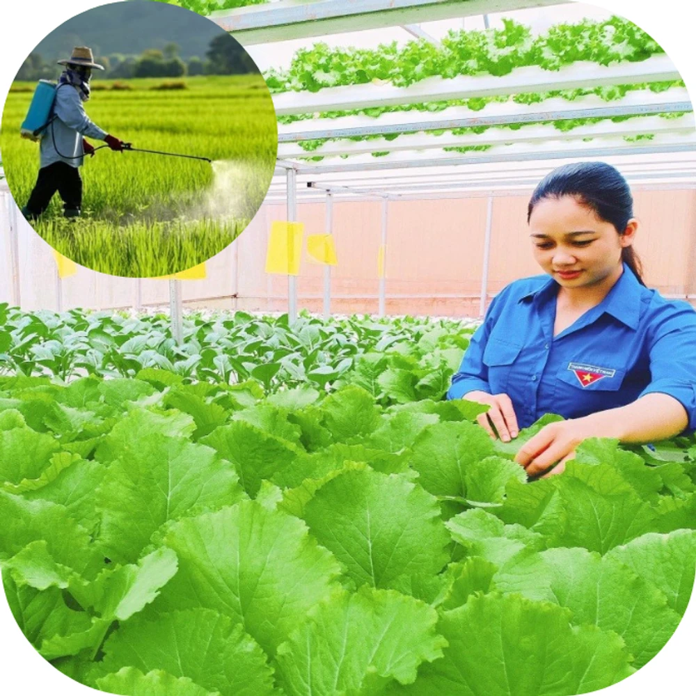 Thực phẩm hữu cơ có phải hoàn toàn không có hóa chất bảo vệ thực vật?
