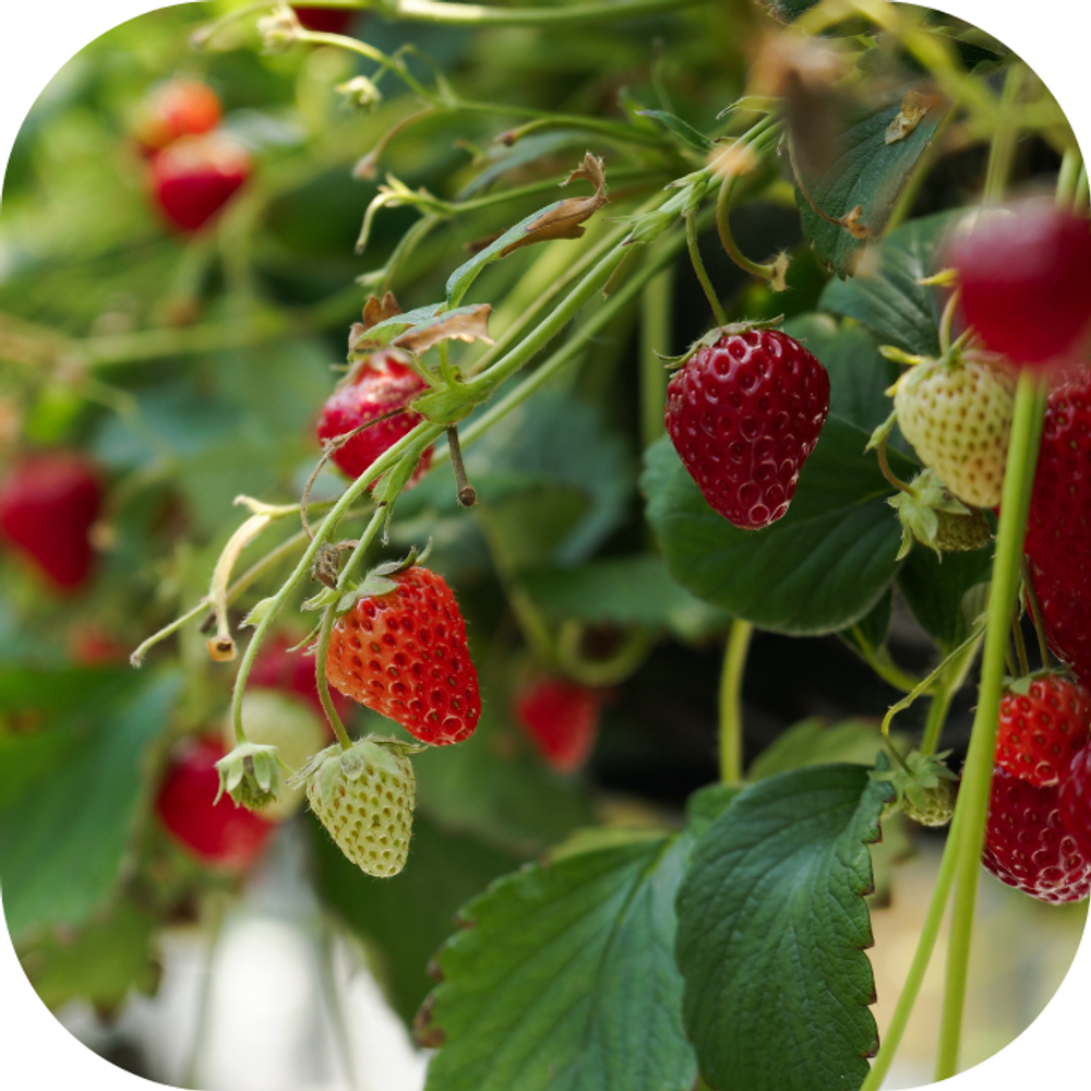 dâu tây kingfoodmart