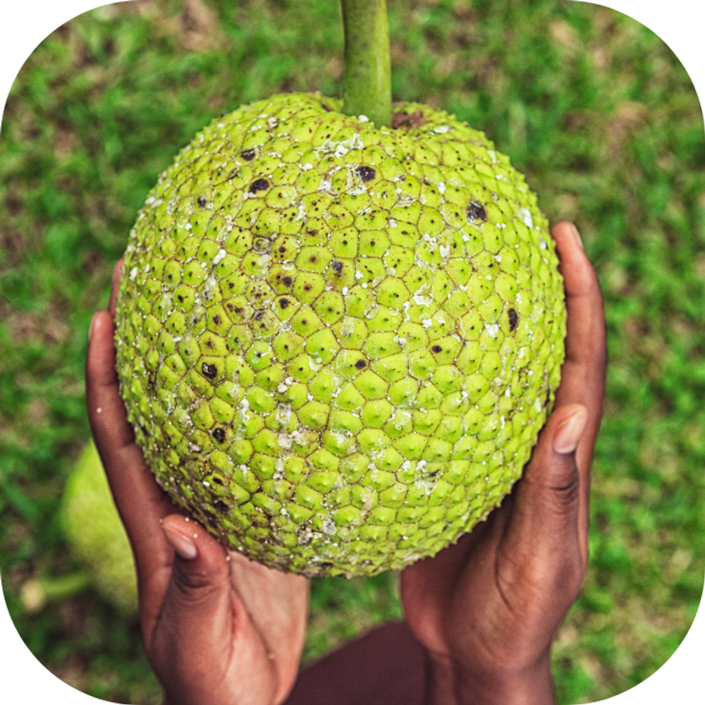 Cây sake Kingfoodmart