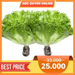 Combo 2 gói xà lách thuỷ tinh thuỷ canh 200gr (2 Gói)