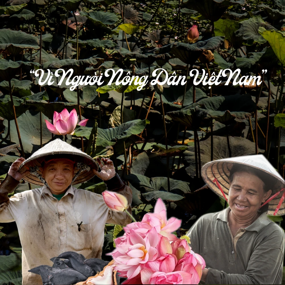 Hình ảnh người nông dân thu hoạch sen và củ ấu tươi ngon tại vùng nguyên liệu miền Tây của Sen Ta.