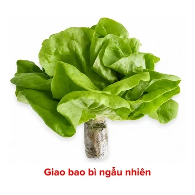 Xà lách mỡ thuỷ canh gói 200g