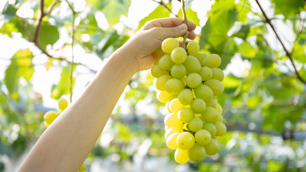 Giá trị dinh dưỡng trong nho xanh không hạt Ninh Thuận
