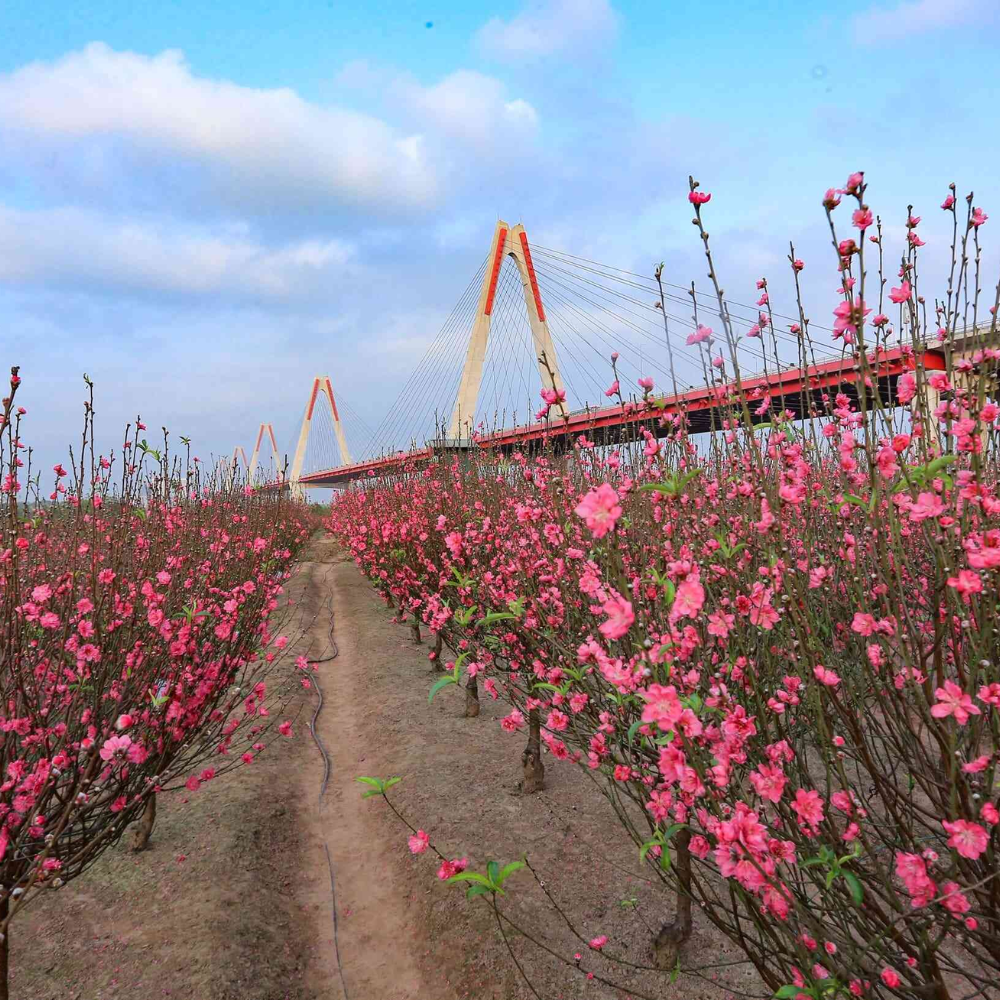 Ngắm hoa Tết Vườn hoa Nhật Tân