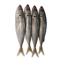 Cá đổng 8-10c/kg nguyên con (1Kg)