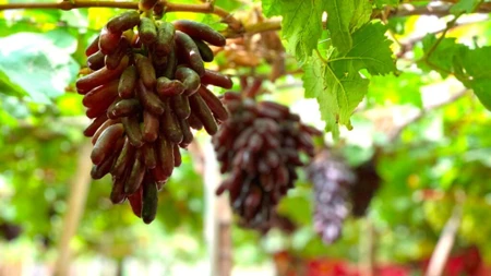 Tất tần tật thông tin về nho ngón tay – hương vị và nguồn gốc xuất xứ