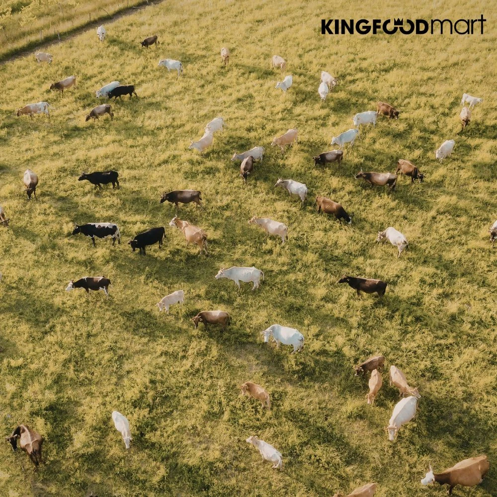 Bò Grass Fed là gì? Đây là thuật ngữ dùng để chỉ những chú bò được nuôi dưỡng hoàn toàn bằng cỏ tự nhiên trên đồng cỏ từ khi sinh ra cho đến khi lấy thịt. Chúng được tự do di chuyển, hít thở không khí trong lành và phát triển theo đúng nhịp độ sinh học tự nhiên.