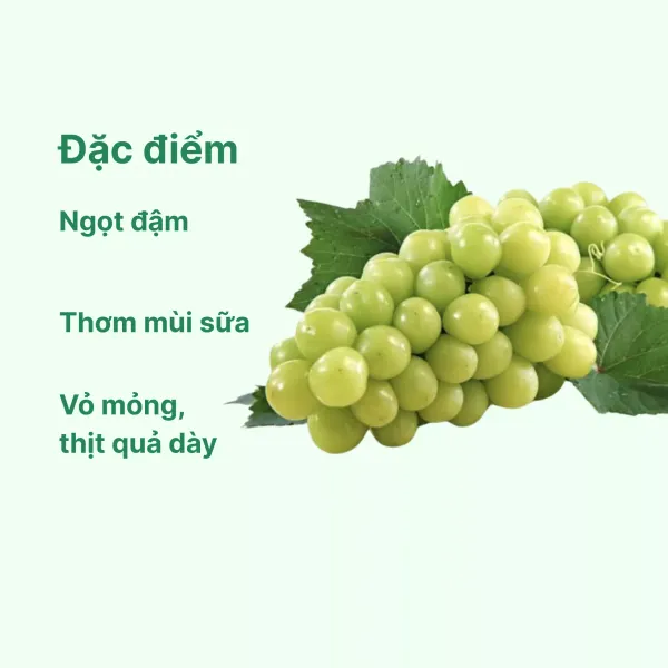 Nho Muscat Hàn Quốc hộp 450g