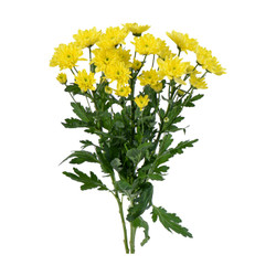 Cúc nhánh Dalat Hasfarm (1 bó)