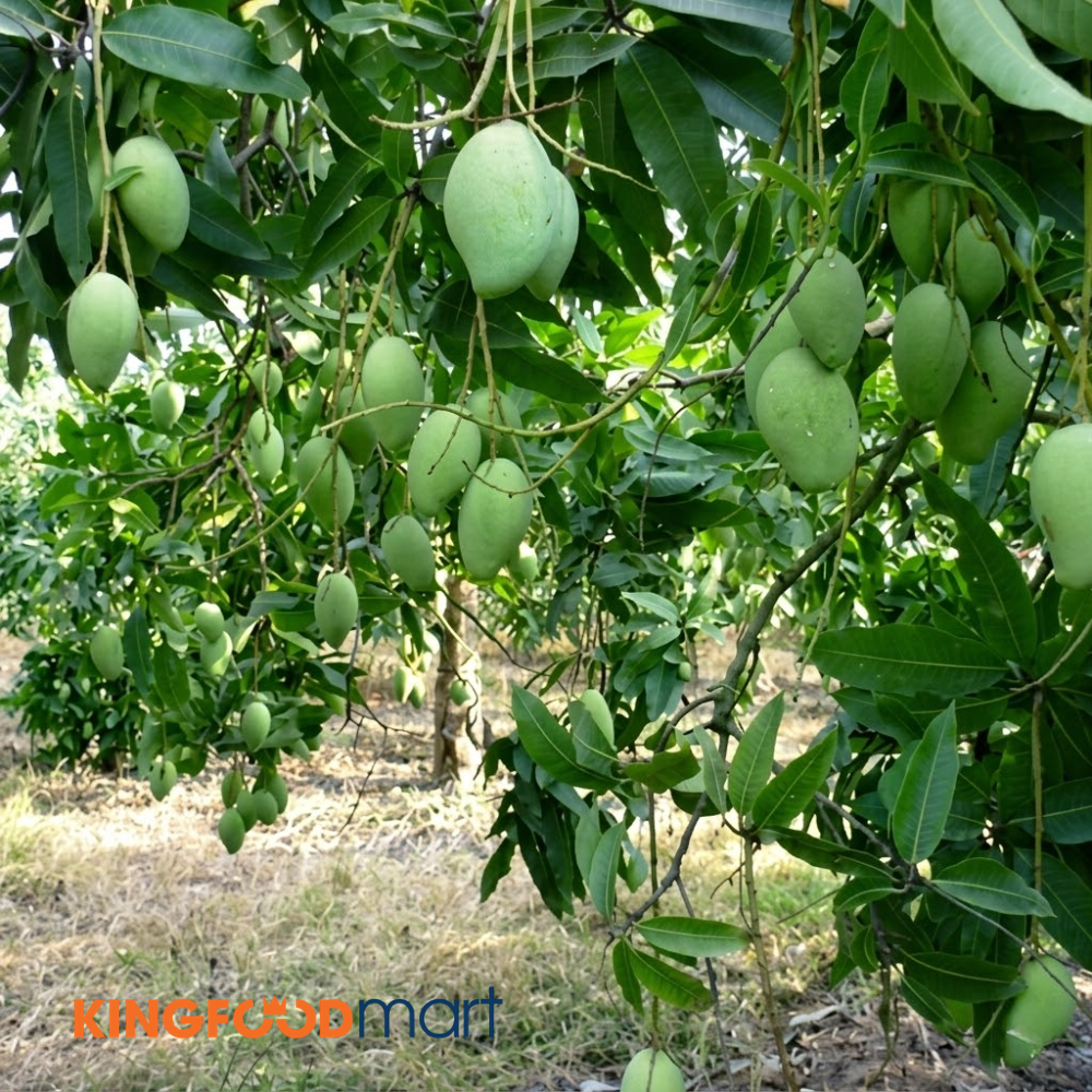 Giá xoài cát Hòa Lộc hôm nay dao động lớn, nguyên nhân đến từ mùa vụ, xuất khẩu và kênh phân phối. 