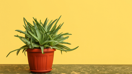 Những điều bạn cần lưu ý khi dùng nha đam