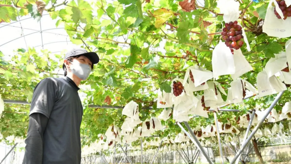 Nguồn gốc xuất xứ và mùa vụ của nho đỏ Queen Rouge