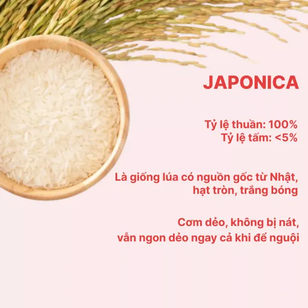 Gạo Nhật Japonica Neptune túi 5kg