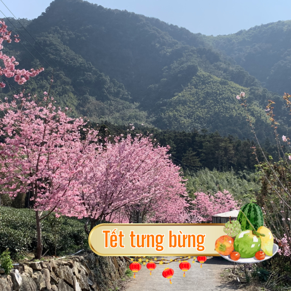 Tết âm lịch 2026 đi đâu, làm gì?