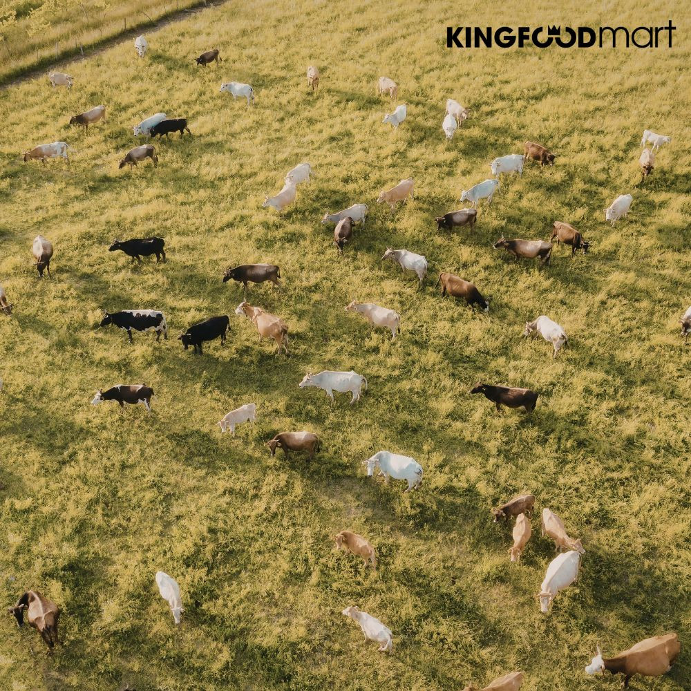 Bò Grass Fed là gì? Đây là thuật ngữ dùng để chỉ những chú bò được nuôi dưỡng hoàn toàn bằng cỏ tự nhiên trên đồng cỏ từ khi sinh ra cho đến khi lấy thịt. Chúng được tự do di chuyển, hít thở không khí trong lành và phát triển theo đúng nhịp độ sinh học tự nhiên.