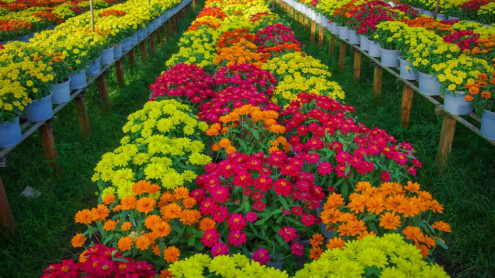 Làng hoa Sa Đéc - Đồng Tháp