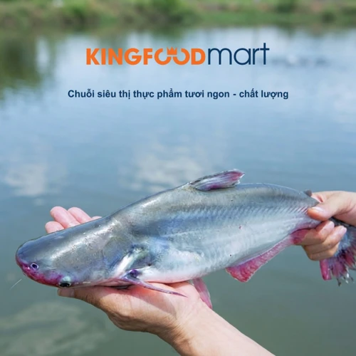 Giá cá basa hôm nay bao nhiêu 1kg? Cập nhật mới nhất 2026 (nguyên con, phi lê, cắt khúc)