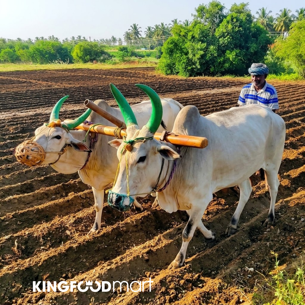 Nông dân Ấn Độ cùng bò cày ruộng giải thích vì sao không ăn thịt bò trở thành tín ngưỡng bền vững qua nhiều thế kỷ.