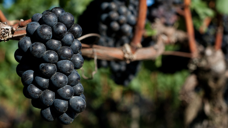 Nho đen Pinot Noir – Rượu vang đỏ ngon nhất thế giới