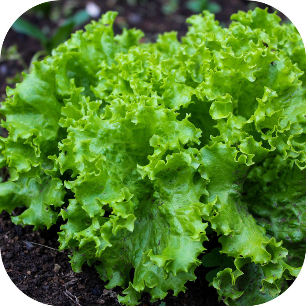 Xa lach Kingfoodmart