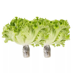 Combo 2 gói Xà lách lô lô thủy canh Vietgap/ Global Gap 200g (2 Gói)