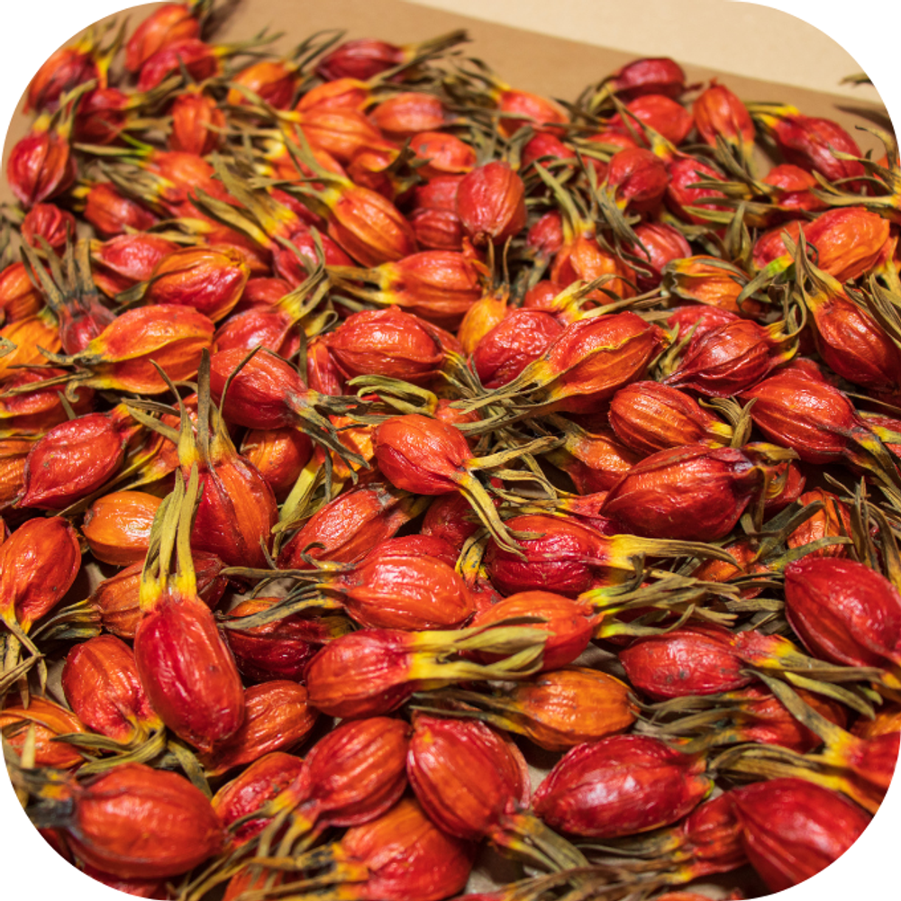 Cây dành dành Kingfoodmart