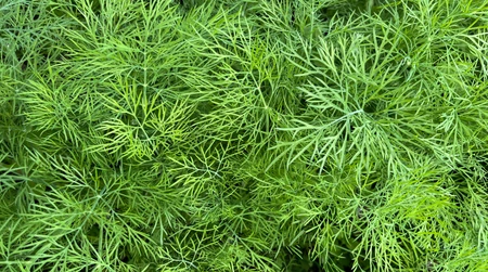 Công dụng của cây thì là với sức khỏe