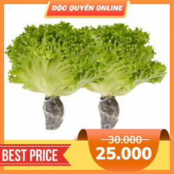 Combo 2 gói xà lách thuỷ tinh thuỷ canh 200gr (2 Gói)