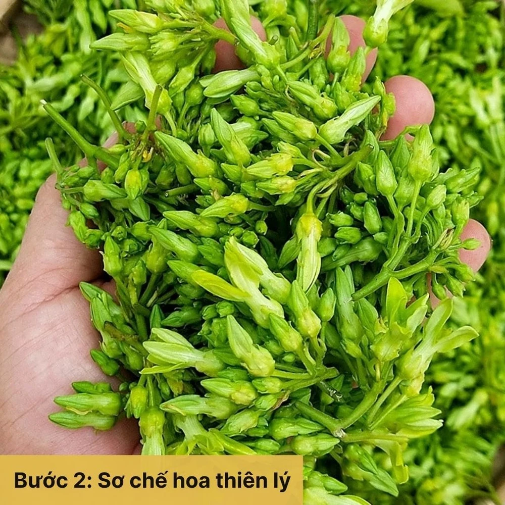 Sơ chế hoa thiên lý
