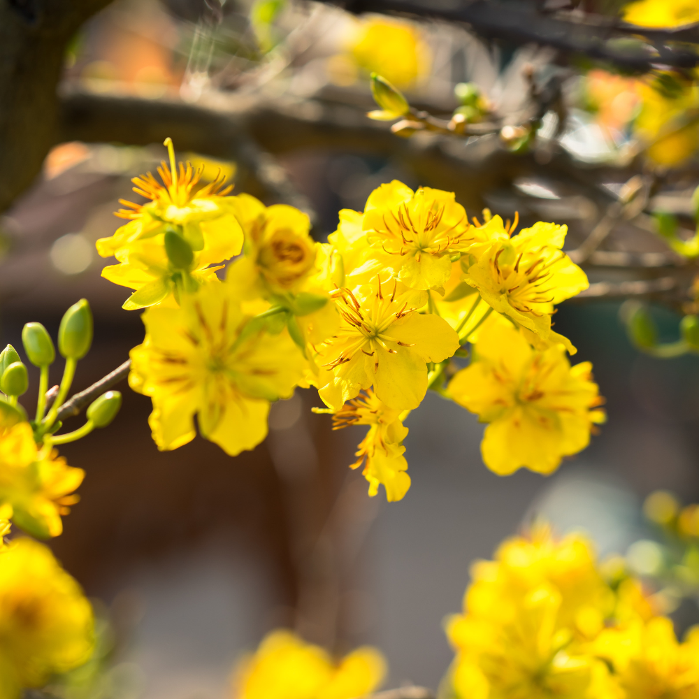 Mai vàng ngày Tết