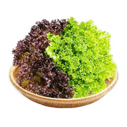 Xà lách thủy tinh mix xanh tím VietGAP PTFARM gói 200g (1 Gói)