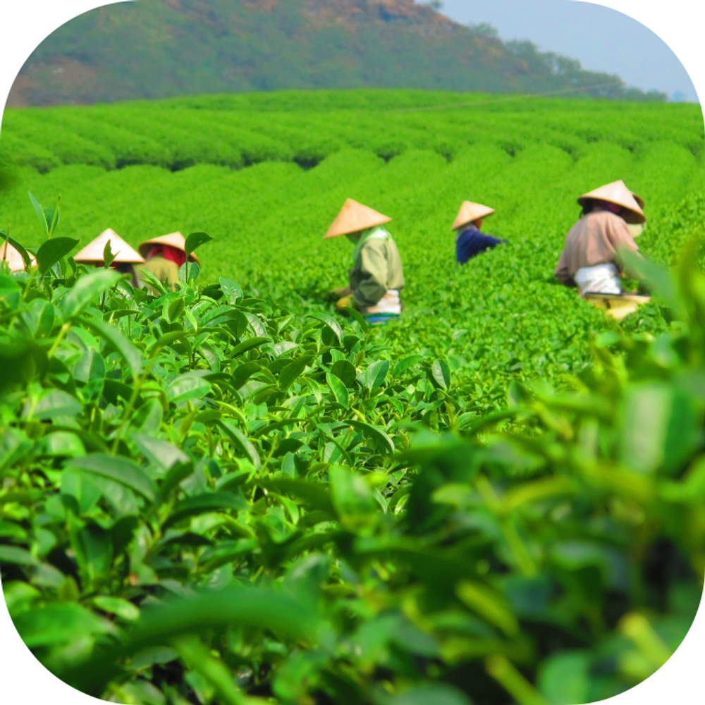 trà xanh kingfoodmart