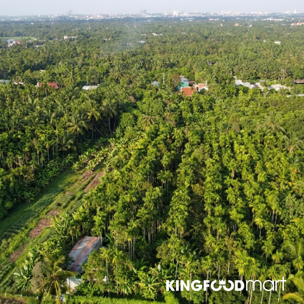 Vườn măng cụt Lái Thiêu Bình Dương nổi tiếng nhất Việt Nam, nơi xuất xứ của những quả măng cụt ngon nhất thị trường. 