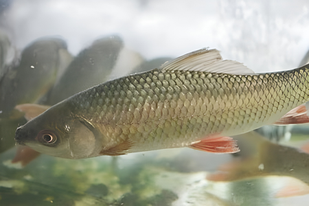 Cá trôi và các món ngon từ cá trôi