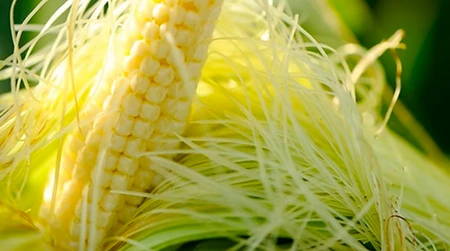 Lợi ích tuyệt vời từ râu ngô có thể bạn chưa biết