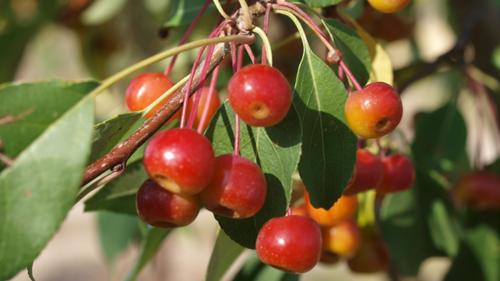 Táo Siberian Crab – Giống táo có hương hoa tinh tế