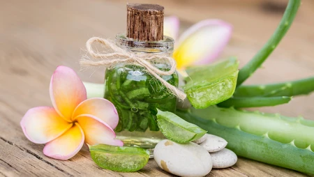 Nha đam – Thần dược trị bệnh viêm khớp