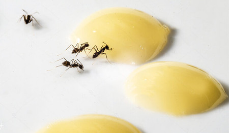 Mẹo bảo quản sữa đặc không sợ kiến bu mà không cần dùng tủ lạnh