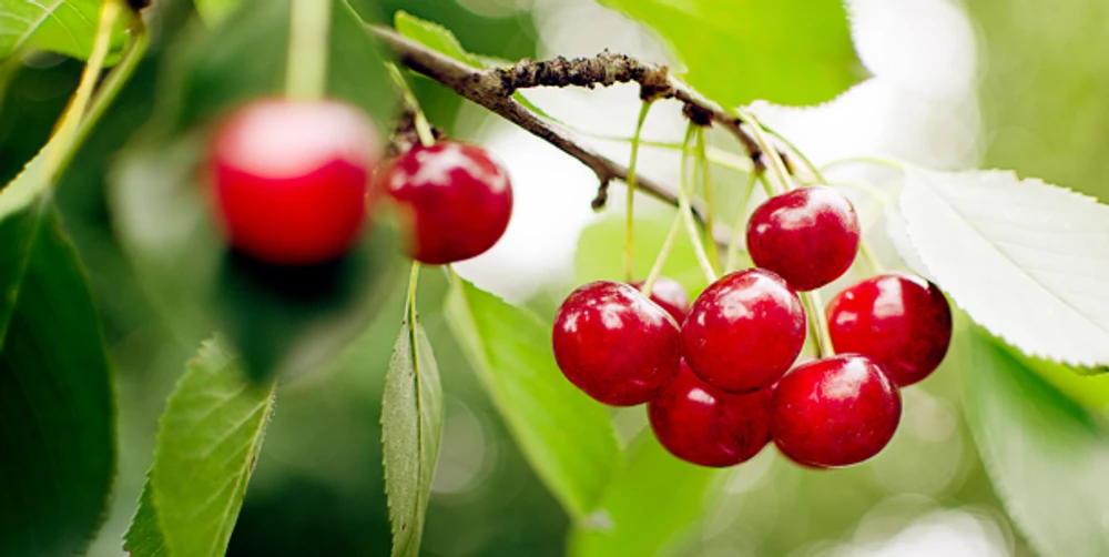 Cherry Kingfoodmart