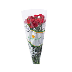 Cẩm chướng đơn Dalat Hasfarm (1 bó)