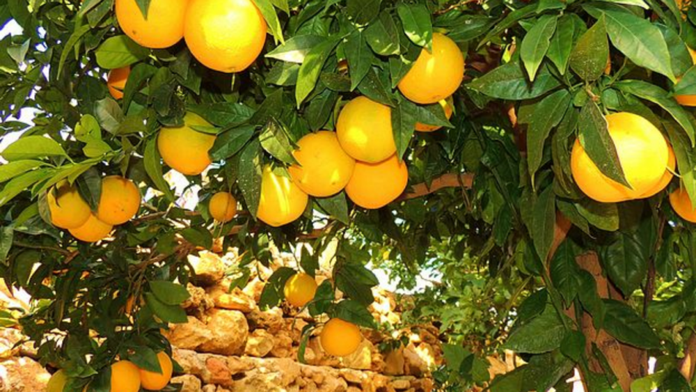 cam vàng jaffa kingfoodmart