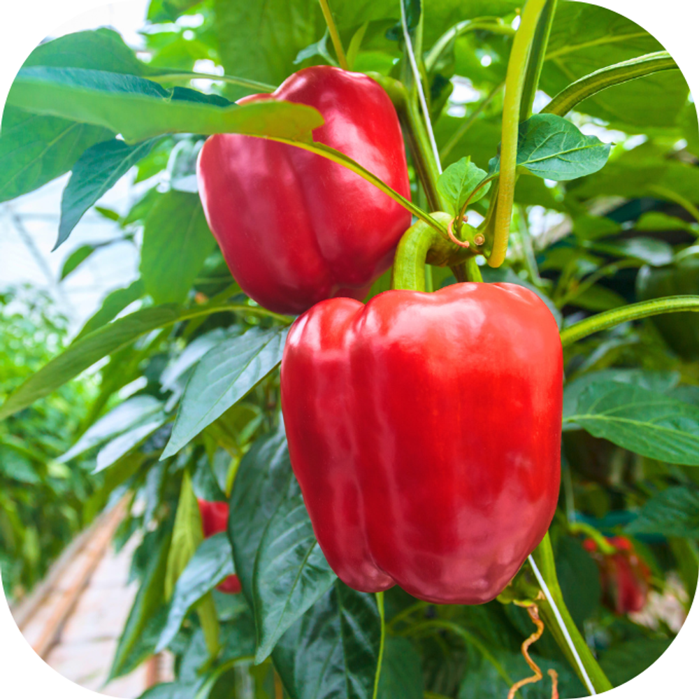 Ot chuong do Kingfoodmart