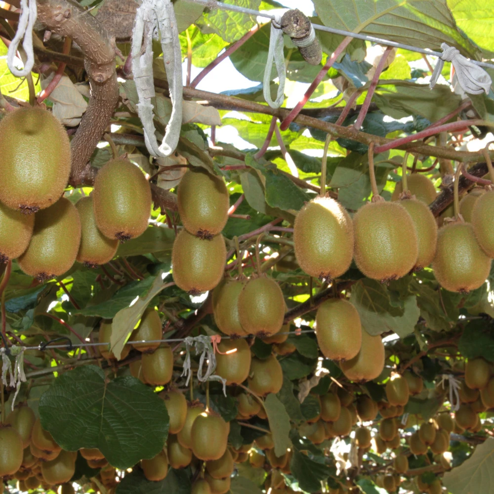 Vườn kiwi ở New Zealand.
