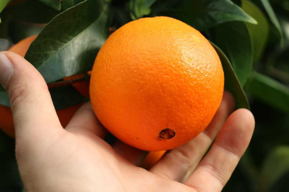 Cam vàng Navel Kingfoodmart