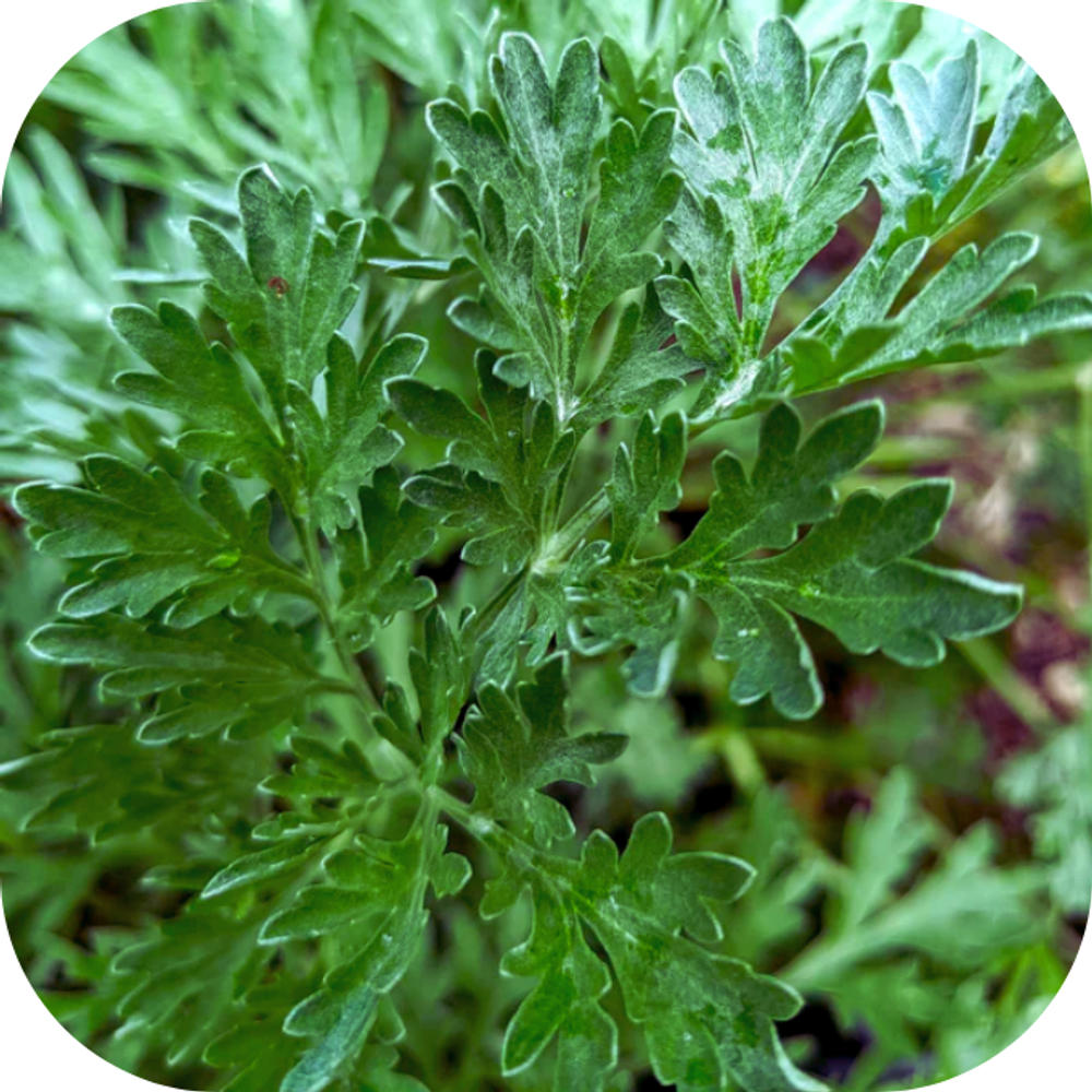 Rau ngải cứu Kingfoodmart