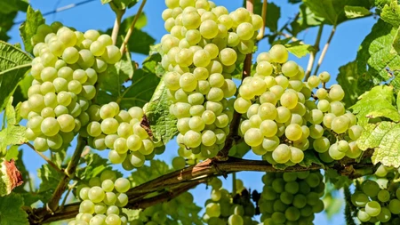 4 thắc mắc về Nho Mỹ nhập khẩu bạn cần biết trước khi mua