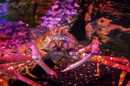 Cách phân biệt các loại ghẹ phổ biến tại chợ