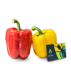 Ớt chuông vàng/ đỏ nhập khẩu Hà Lan Antfarm