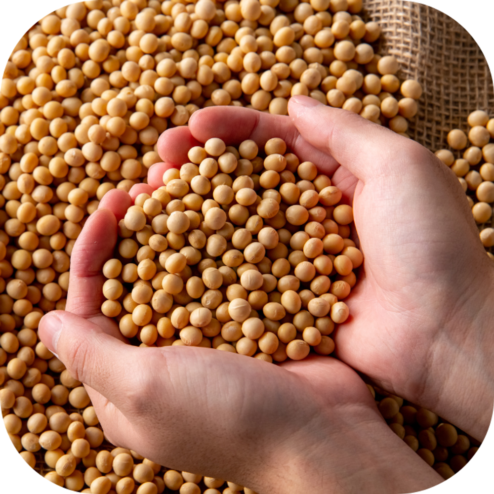 Dau nanh Kingfoodmart